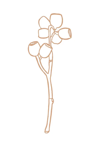 Eukalyptusbeeren Zweigen Floristische Designelemente Für Die Floristik Handgezeichnet — Stockfoto