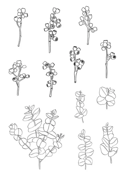 Schwarze Eukalyptusbeeren Zweigen Floristische Designelemente Für Die Floristik Handgezeichnet — Stockvektor