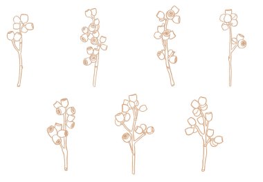 Okaliptüs böğürtlen dalı seti. Çiçekçilik için çiçek tasarım elementleri. El çizimi