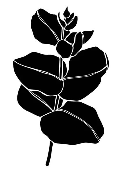 Чёрная линия эвкалипта оставляет ветку. Цветочные элементы дизайна для флористики. Ручной рисунок. Открытка . — стоковый вектор