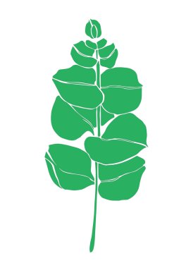 Yeşil okaliptüs daldan ayrılır. Çiçekçilik için çiçek tasarım elementleri. El çizimi çizimi. Tebrik kartı. Çiçek izi