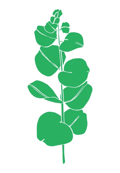 緑のユーカリの葉の枝 花序のための花のデザイン要素 手描きイラスト グリーティングカード Print — ストック写真