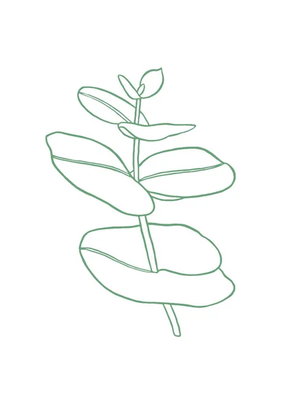 유칼립투스 나뭇가지 식물학적 요소는 곡예를 것이다 손으로 인사말 꽃무늬 — 스톡 사진