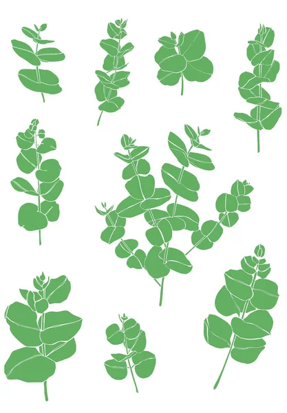 Yeşil okaliptüs daldan ayrılır. Çiçekçilik için çiçek tasarım elementleri. El çizimi çizimi. Tebrik kartı. — Stok fotoğraf