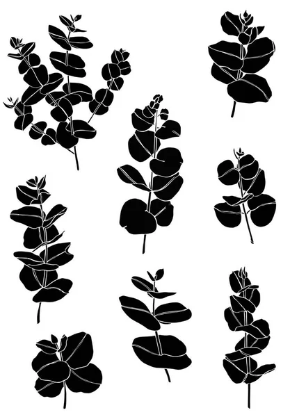 Set nero ramo di foglie di eucalipto. Elementi di design floreale per la floristica. Illustrazione disegnata a mano. Biglietto d'auguri. — Vettoriale Stock