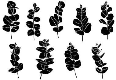 Siyah okaliptüs daldan ayrılır. Çiçekçilik için çiçek tasarım elementleri. El çizimi çizimi. Tebrik kartı. Çiçek izi