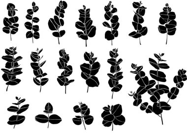 Siyah okaliptüs daldan ayrılır. Çiçekçilik için çiçek tasarım elementleri. El çizimi çizimi. Tebrik kartı. Çiçek izi