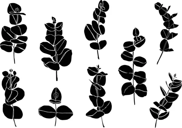 Czarny Zestaw Eukaliptusów Opuszcza Gałąź Floristyczne Elementy Konstrukcyjne Dla Florystyki — Wektor stockowy