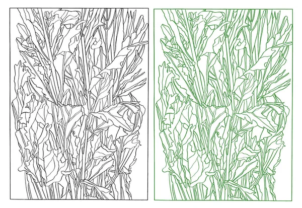 Inchiostro Disegno illustrazione di fiori di astro con foglie — Foto Stock