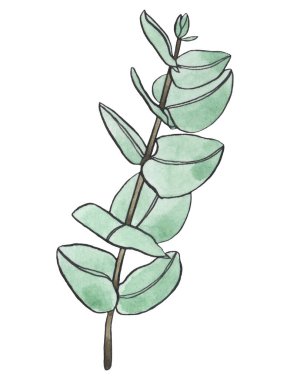 Suluboya okaliptüs daldan ayrılır. Çiçekçilik için çiçek tasarım elementleri. El çizimi çizimi. Tebrik kartı. Çiçek izi