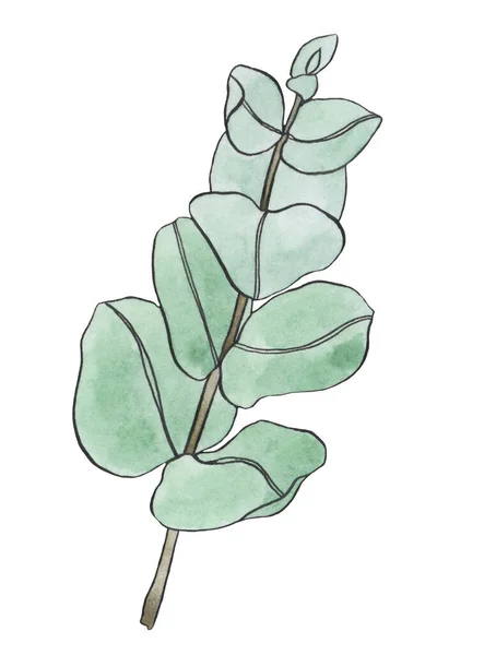유칼립투스의 수채류 잎가지 식물학적 요소는 곡예를 것이다 손으로 인사말 꽃무늬 — 스톡 사진