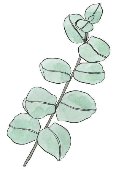 Aquarelle Eucalyptus Feuilles Branche Éléments Conception Floristique Pour Floristique Illustration — Photo