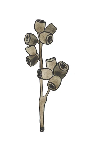 Watercolor Eucalyptus Berries Branch Floristic Design Elements Floristics Hand Drawn — Stock Photo, Image