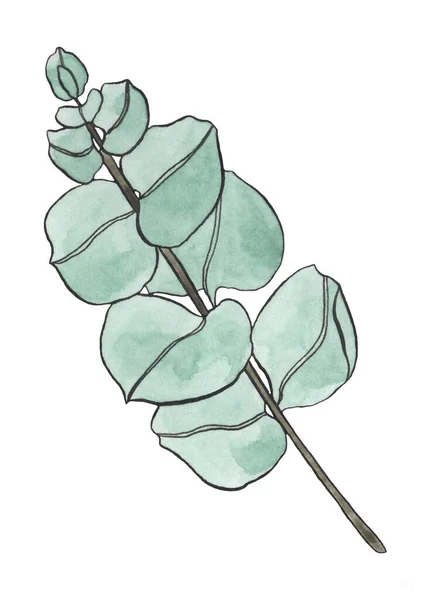 桉树叶枝水彩画 植物学的植物设计元素 手绘插图 问候卡 花色印刷 — 图库照片