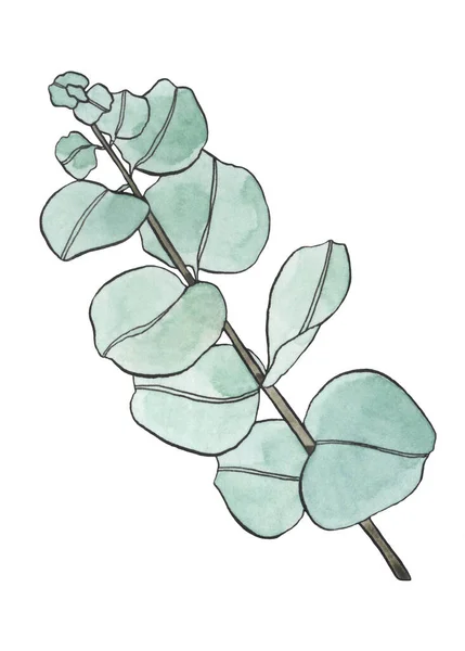 Aquarel Eucalyptus Bladeren Tak Floristische Vormgevingselementen Voor Bloemkunde Handgetekende Illustratie — Stockfoto