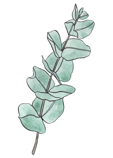 Aquarelle Eucalyptus Feuilles Branche Éléments Conception Floristique Pour Floristique Illustration — Photo