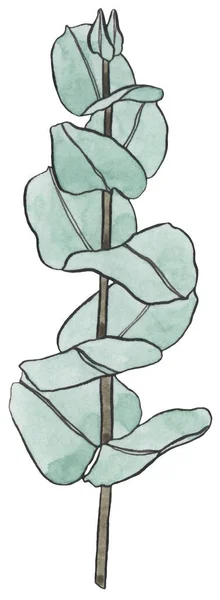 유칼립투스의 수채류 잎가지 식물학적 요소는 곡예를 것이다 손으로 인사말 꽃무늬 — 스톡 사진
