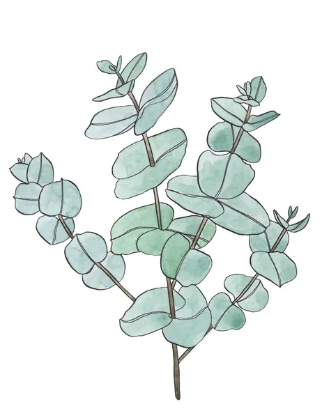 Aquarel Eucalyptus Bladeren Tak Floristische Vormgevingselementen Voor Bloemkunde Handgetekende Illustratie — Stockfoto