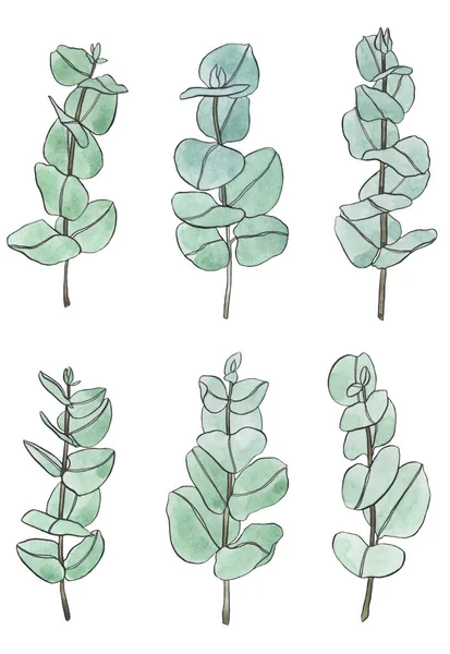 Akvarell Készlet Eukaliptusz Levelek Virágos Tervezési Elemek Florisztikához Kézzel Rajzolt — Stock Fotó