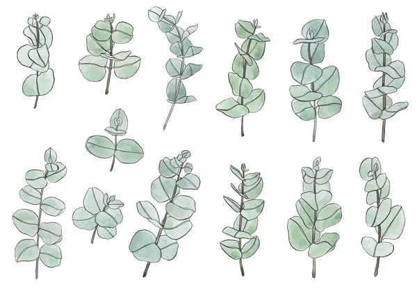 Zestaw Akwareli Eukaliptusowych Liści Gałęzi Floristyczne Elementy Konstrukcyjne Dla Florystyki — Zdjęcie stockowe