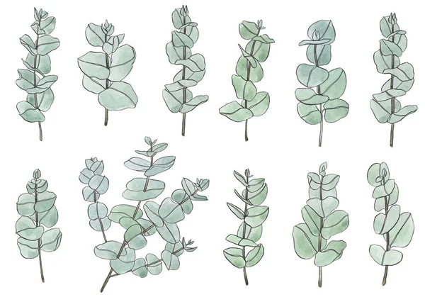 유칼립투스 나뭇잎 나뭇가지에 식물학적 요소는 곡예를 것이다 손으로 인사말 꽃무늬 — 스톡 사진