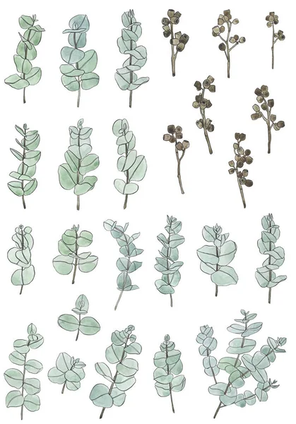 Aquarell Gesetzte Eukalyptusblätter Verzweigen Sich Floristische Designelemente Für Die Floristik — Stockfoto