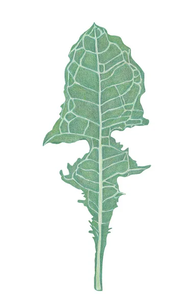 Πράσινη Άδεια Πικραλίδας Βοτανική Απεικόνιση Σχεδίαση Χρωματισμένων Μολυβιών — Φωτογραφία Αρχείου