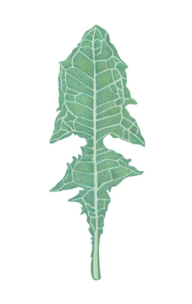 Πράσινη Άδεια Πικραλίδας Βοτανική Απεικόνιση Σχεδίαση Χρωματισμένων Μολυβιών — Φωτογραφία Αρχείου