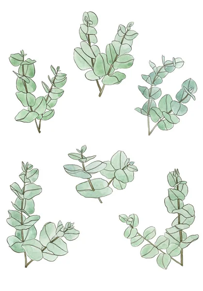 水彩画桉树叶枝 植物学的植物设计元素 手绘插图 — 图库照片