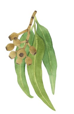 Suluboya okaliptüs yaprakları ve böğürtlen dalları. Çiçekçilik için çiçek tasarım elementleri. El çizimi illüstrasyon.