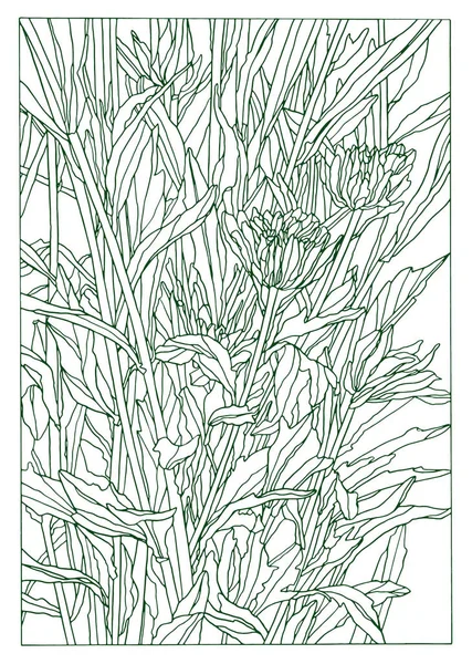 緑のインクの手葉とアスターの花のイラストを描く — ストック写真