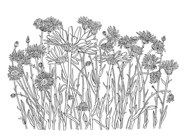 黛西的花画手绘雕花套件 洋甘菊黑色墨水草图 野生植物园盛开 — 图库矢量图片