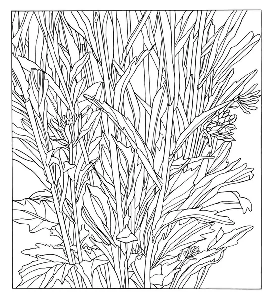 Mão Tinta Desenho Ilustração Flor Aster Com Folhas —  Vetores de Stock