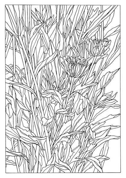Main Encre Illustration Dessin Fleur Aster Avec Des Feuilles — Image vectorielle