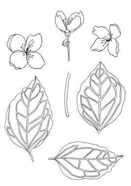 Güzel tek renkli siyah beyaz yasemin çiçekli yapraklar.