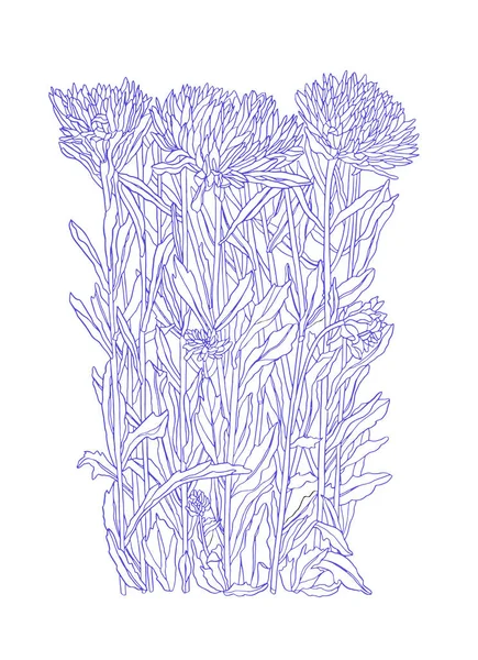 Encre bleue Illustration de dessin de fleurs d'aster avec des feuilles — Photo