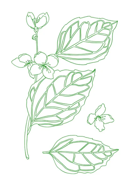 Hermosa tinta dibujo flor de jazmín verde con hojas — Foto de Stock