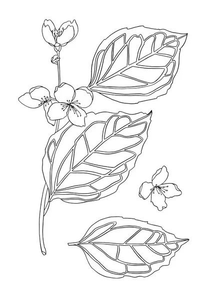 Όμορφο μονόχρωμο μαύρο και άσπρο λουλούδι γιασεμί με φύλλα — Διανυσματικό Αρχείο