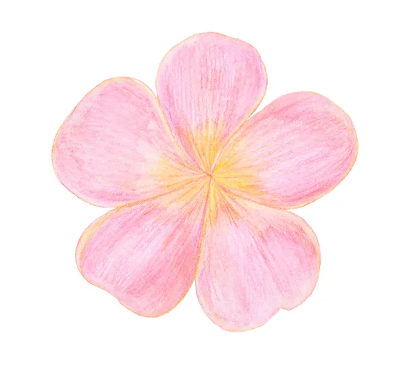 Acquerello rosa chiaro tropicale Plumeria Fiore illustrazione — Foto Stock