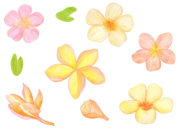 Acquerello Plumeria Fiori set isolato illustrazione tropicale — Foto Stock