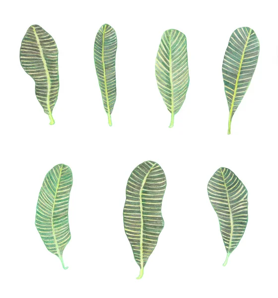 Aquarela Plumeria folhas conjunto. Ilustração tropical isolada — Fotografia de Stock