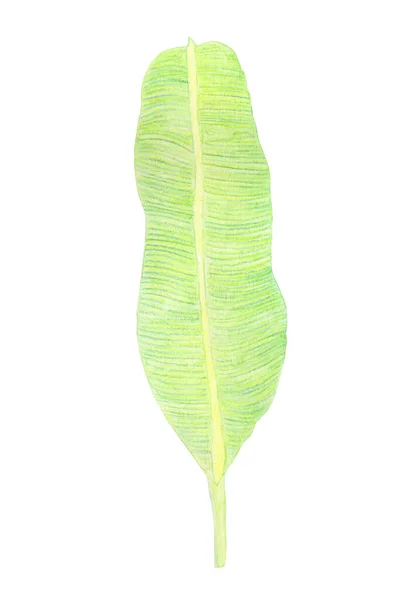 열 대 열 대 바나나 잎이다. 손으로 그린 고립 된 그림 — 스톡 사진