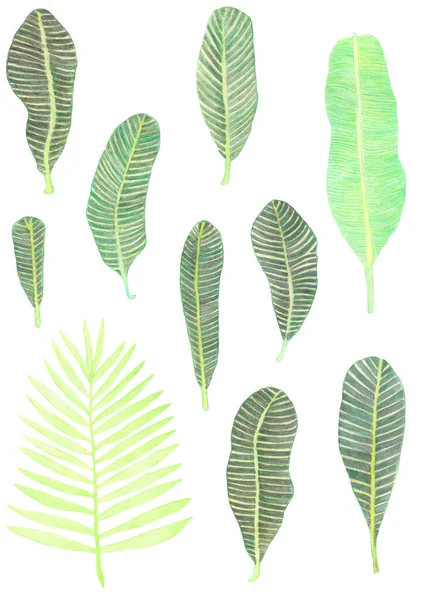 Acuarela hojas tropicales conjunto mano dibujo ilustración — Foto de Stock
