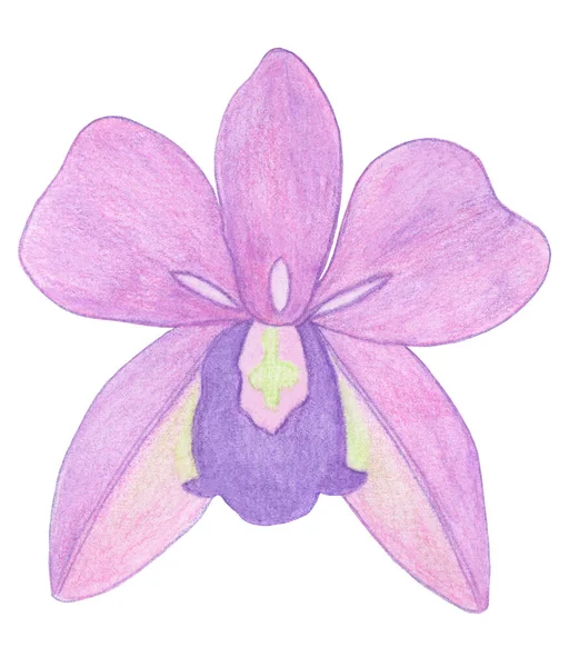 Ilustração Watercolor Phalaenopsis Orchid Flor Exótica Rosa Bonita Uma Flor — Fotografia de Stock