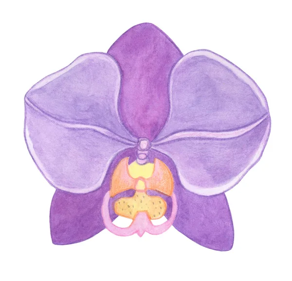 Орхидея Фаленопсис Акварельная Иллюстрация Beautiful Purple Exotic Flower Full Bloom — стоковое фото