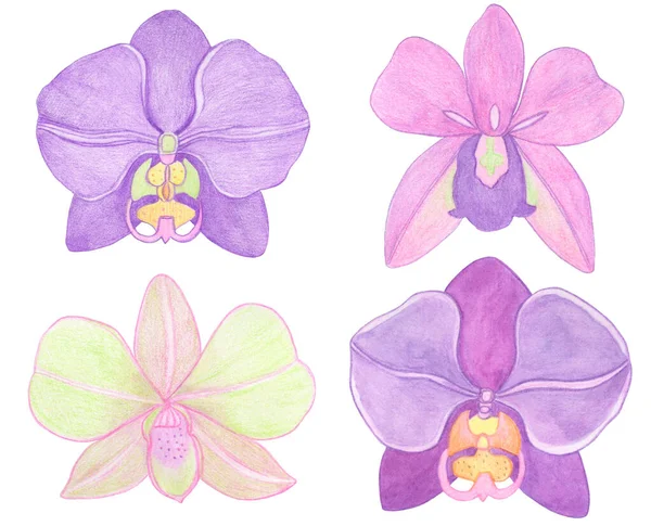 Illustrazione Dell Insieme Dell Acquerello Phalaenopsis Del Orchid Splendido Fiore — Foto Stock