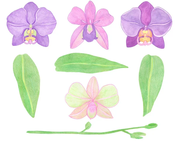 Illustrazione Dell Insieme Dell Acquerello Phalaenopsis Del Orchid Splendido Fiore — Foto Stock