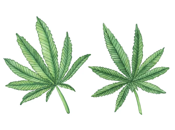 Watercolor Decorative Green Leaves Big Cannabis Hemp White Background — Stock Photo, Image