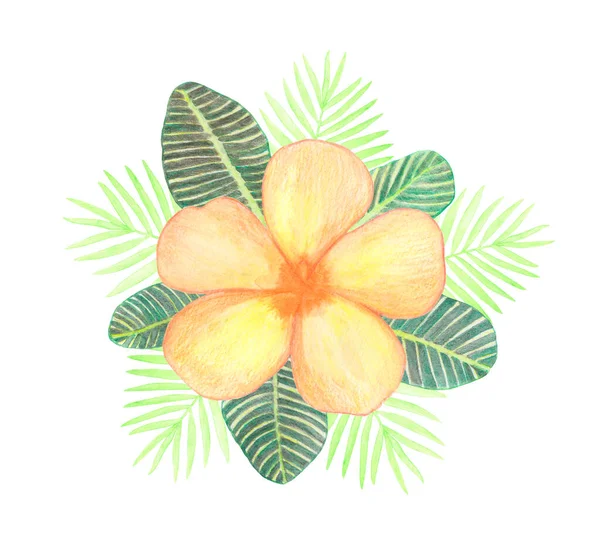 Acquerello Arancio Plumeria Fiore Verde Tropicale Composizione Foglie Palma Isolato — Foto Stock