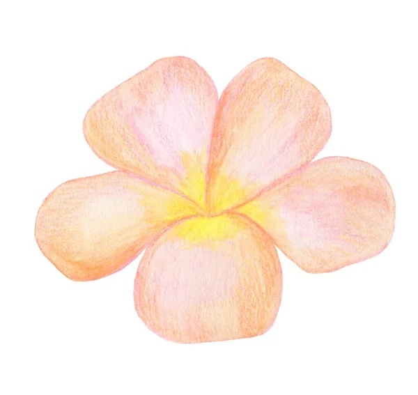 Arancione Rosa Acquerello Tropicale Plumeria Fiore Sfondo Bianco — Foto Stock